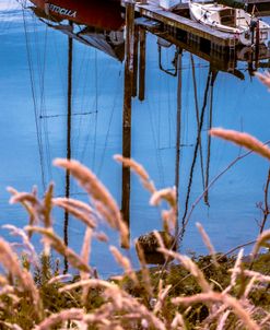 Grass and Water