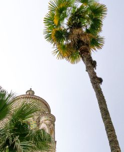 Palm and Tower