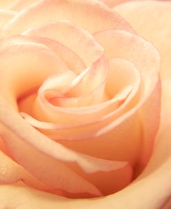 Peach Lined Rose