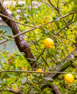 Lemon Tree 1