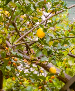 Lemon Tree 2