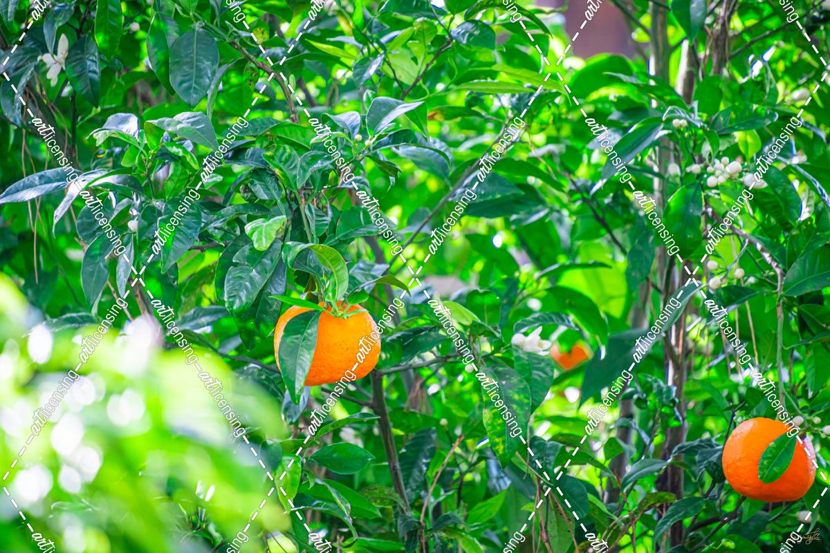 The Perfect Orange Grove 1