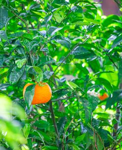 The Perfect Orange Grove 1