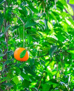 The Perfect Orange Grove 2