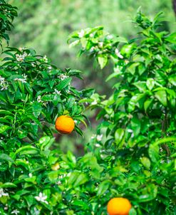 The Perfect Orange Grove 3