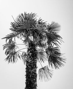 Palm Stretched