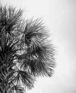 Palm Tree Look Up