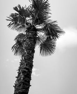 Tall Palm