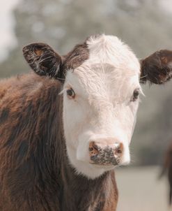 Beautiful Lash Lift Cow