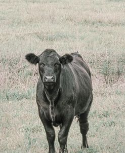 Man’s Cow