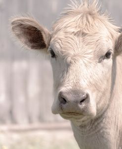 Young Lady Cow