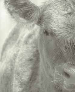Sincere Cow