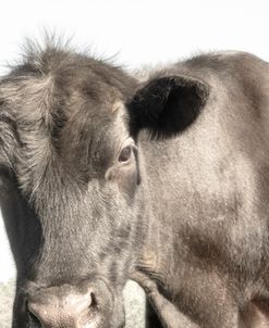 The Look Cow