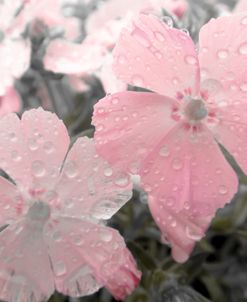 Soft Pink Drops 2
