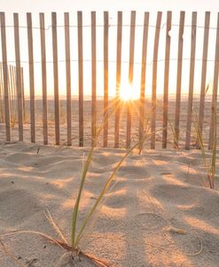 Fence Dune Sun