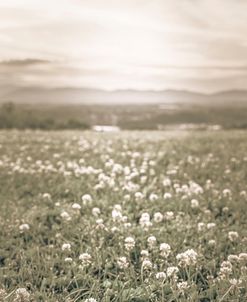 Field and Sky