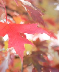 Fall Reds