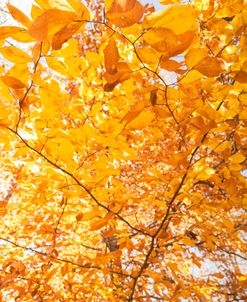 Golden Canopy