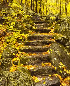 Golden Forest Steps