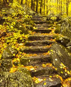 Golden Forest Steps