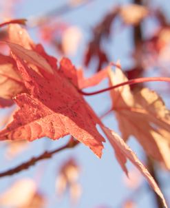 Reds on Sky