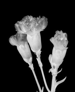 Carnations