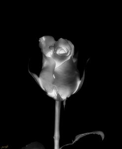 Rose Xray 6