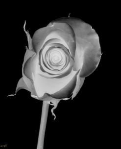 Rose Xray 8