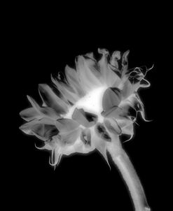 Sunflower Xray 5