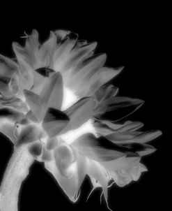 Sunflower Xray 6