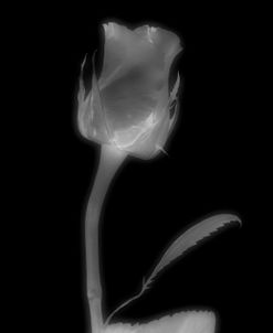 Rose Xray