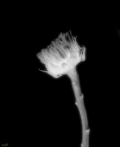 Sunflower Xray 1