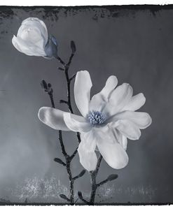 Blue Magnolia