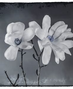 Blue Magnolia 3