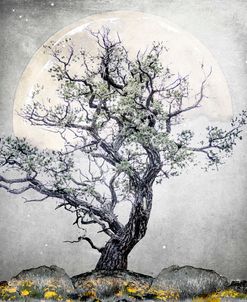 August Tree 5
