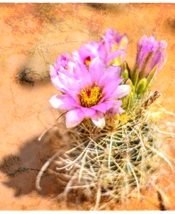 Desert Flower 4