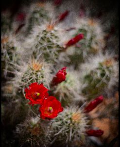 Desert Flower 6