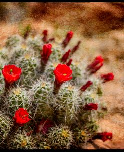 Desert Flower 3