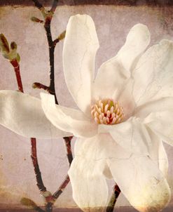 Paper Magnolia Closeup