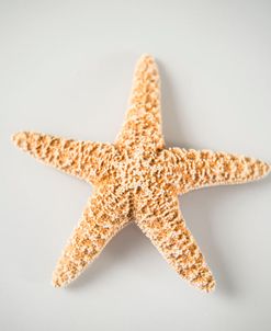 Sea Star 4