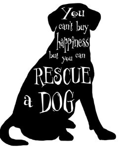 Rescue Dog 6