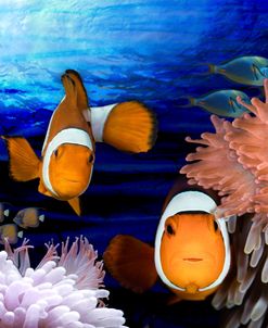 Sea Creatures_Clown Fish