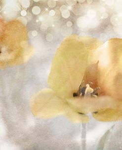 Yellow Tulip 02