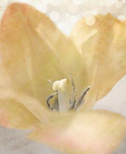Yellow Tulip 04