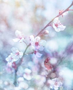 Cherry Blu 08