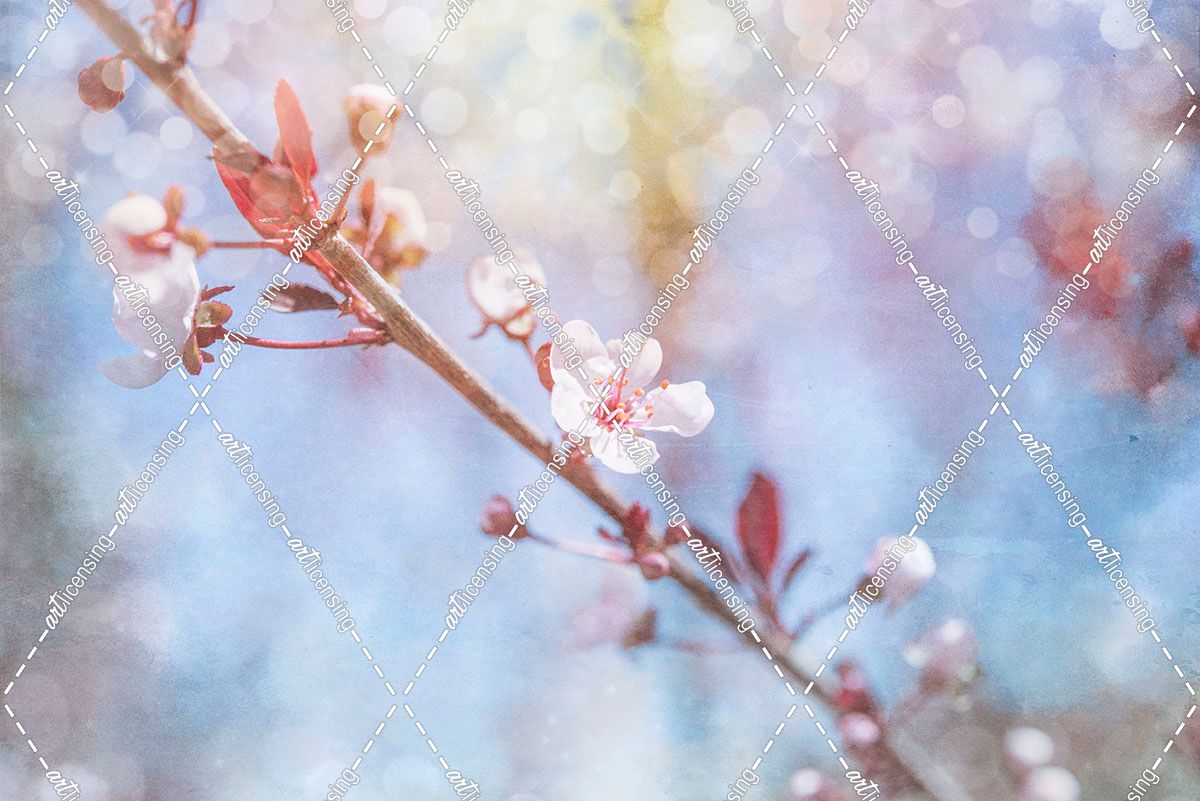 Spring Blooms 01