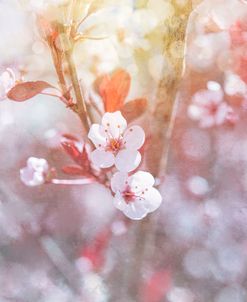 Spring Blooms 03