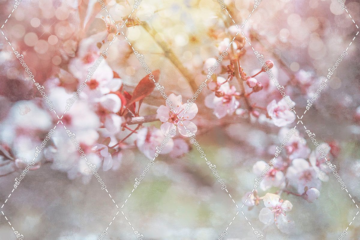 Spring Blooms 04