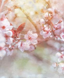 Spring Blooms 04