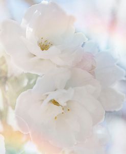 Apple Blossoms 02